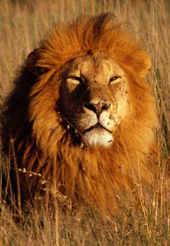 The Lion