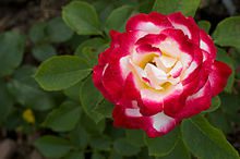 The Rose