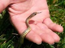 Yello Snake Miniature