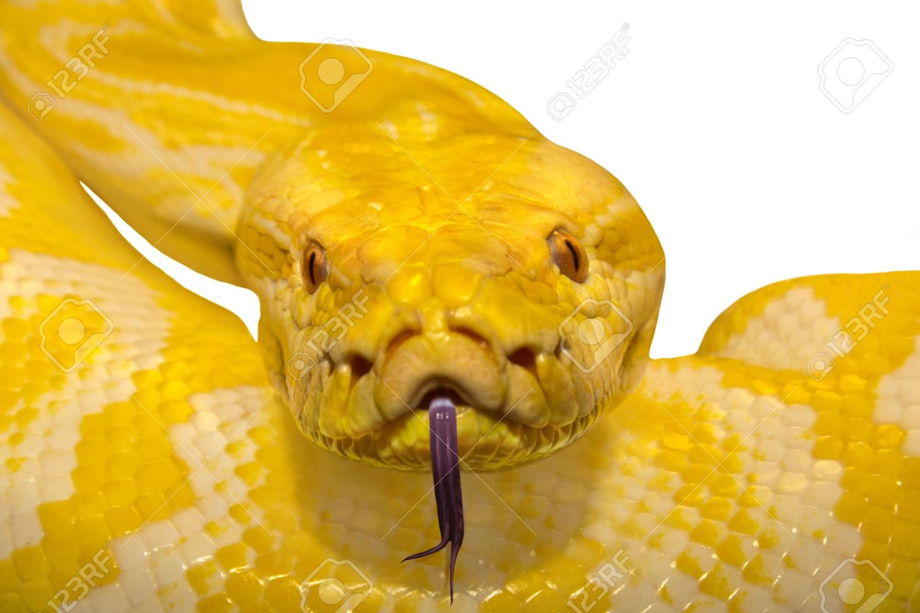 The Yellow Snake