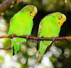Lovebirds