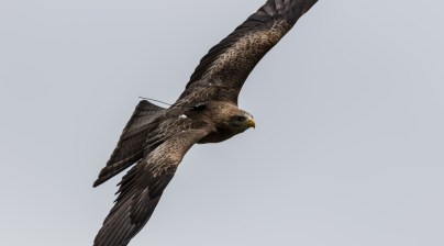 yellow-billed-kite-5