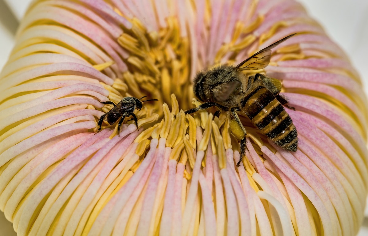 Peter’s Quote for The Day A Bee Agrees
