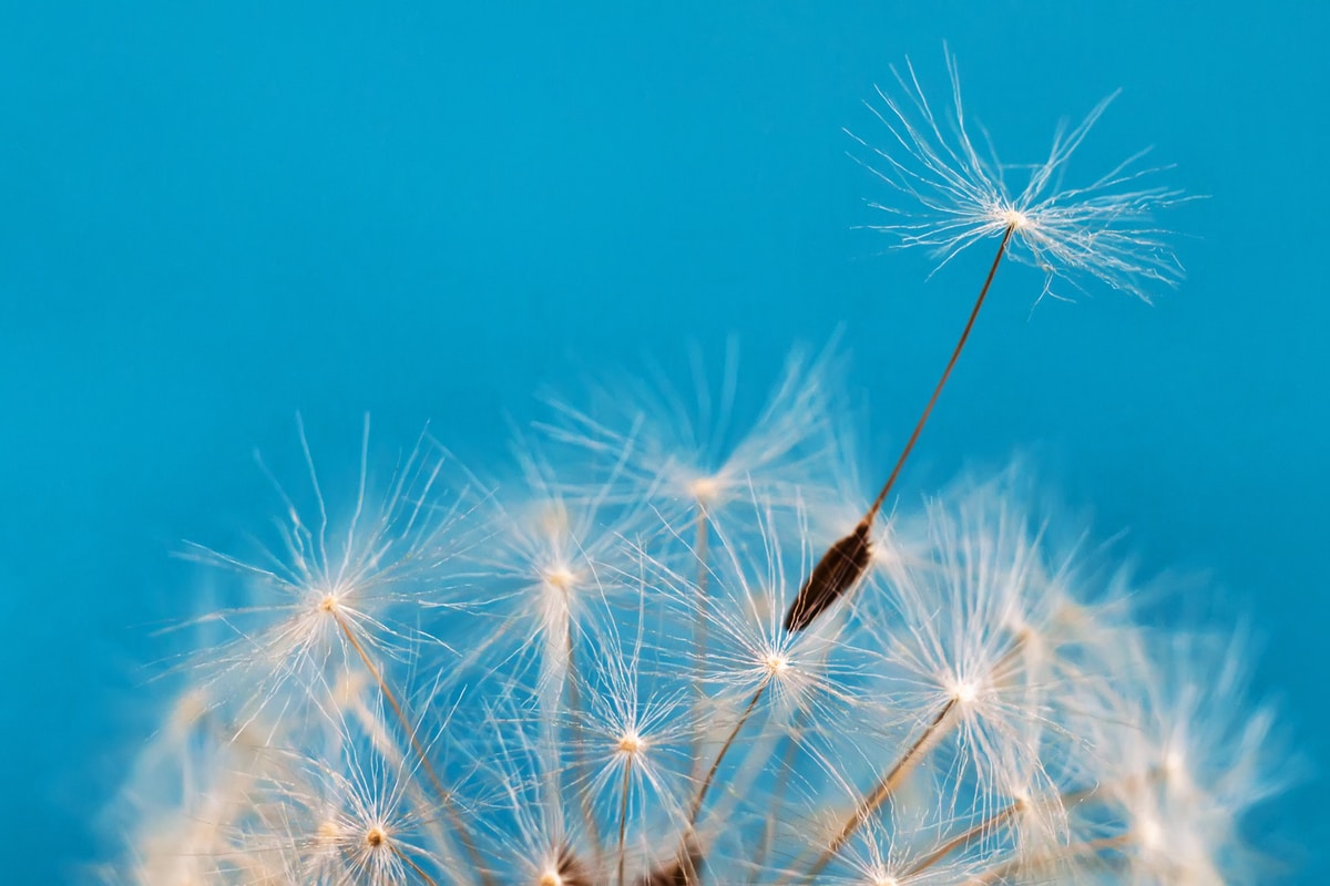 Weekly Words of Wisdom-The Dandelions.