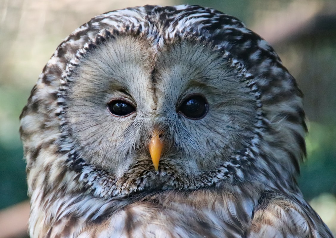Peter’s Quote for The Day Owl Wisdom Symbol