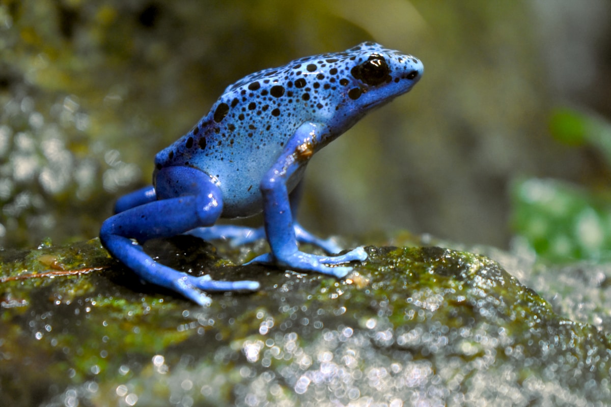 Kiss A Frog-Peter’s Quote for The Day.