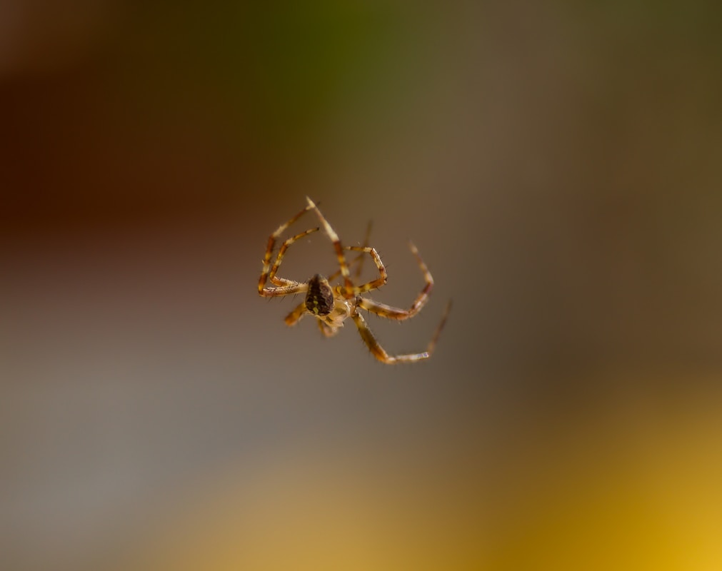 brown spider on web in close up photography