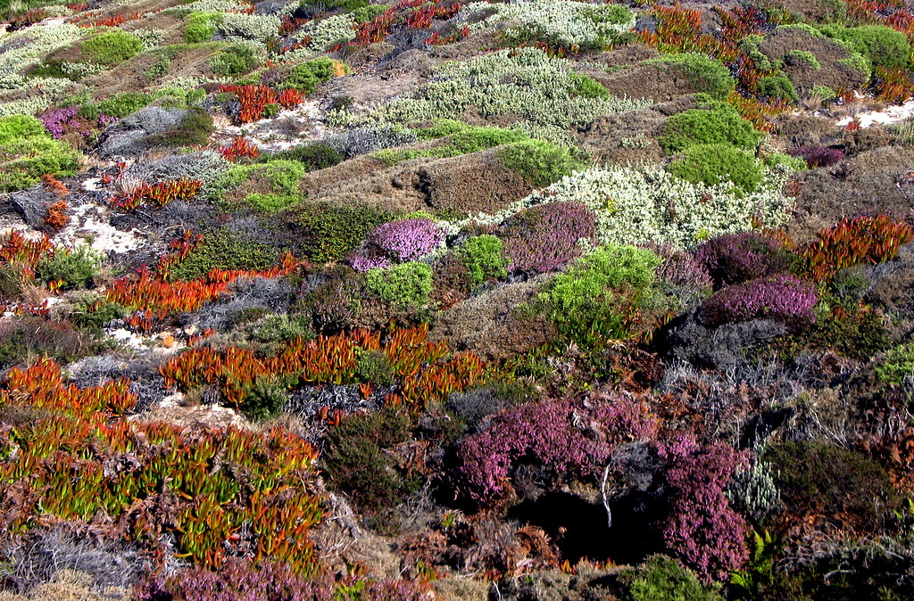 fynbos