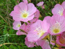 Evening Primrose
