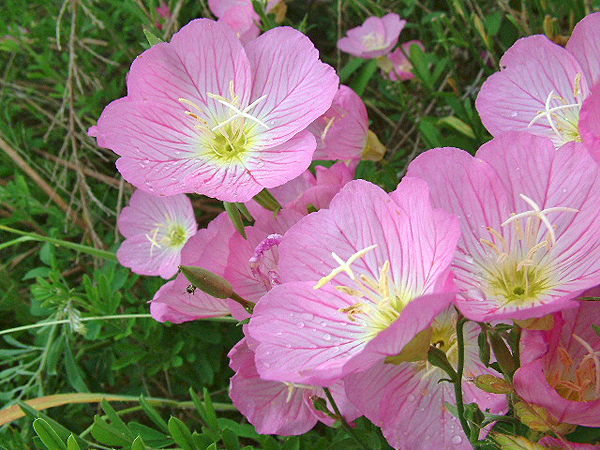 Evening Primrose
