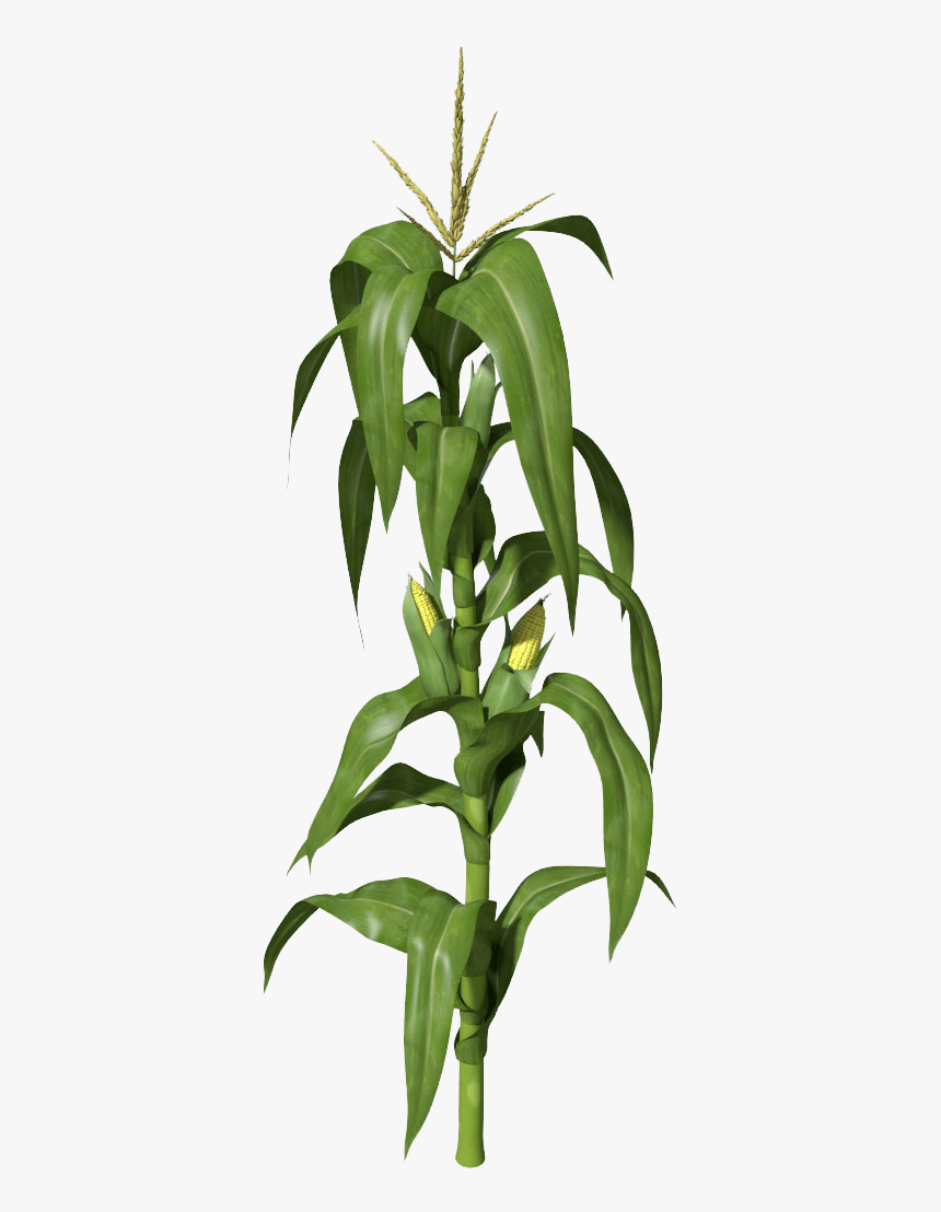 Corn Stalk