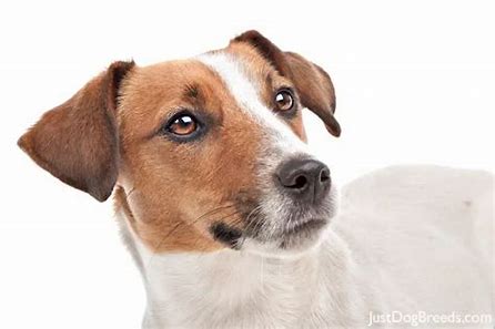 Jack Russel